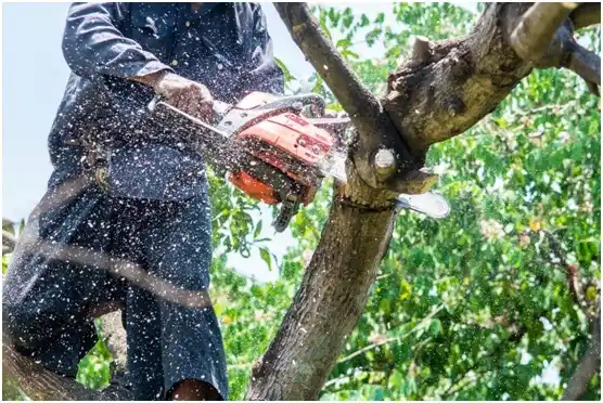 tree services East Sumter